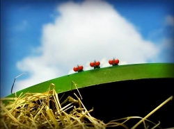 خیلی خیلی کوچک (1) (شام آخر)